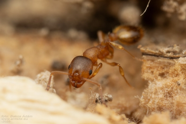 Temnothorax crassispinus - gubacslakó kéreghangya