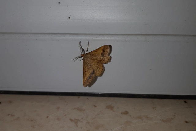 Tephrina arenacearia - lucerna-araszoló
