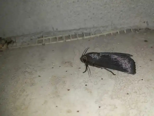 Amphipyra livida - zsírfényű bagoly