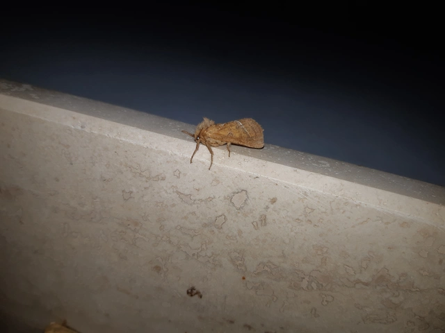 Triodia sylvina - kis gyökérrágólepke