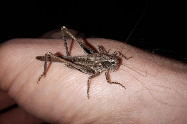 Platycleis