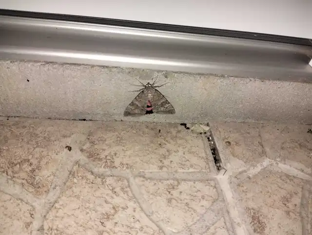 Catocala nupta - piros övesbagoly
