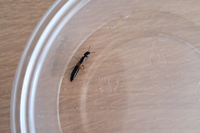 Leptophius flavocinctus - alföldi rovátkásholyva