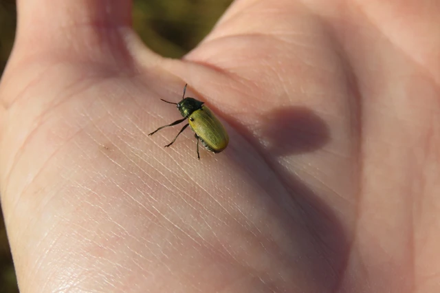 Labidostomis Labidostomis