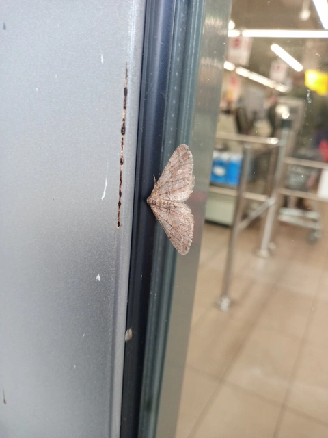 Agriopis bajaria - kökény-téliaraszoló