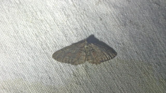 Agriopis bajaria - kökény-téliaraszoló