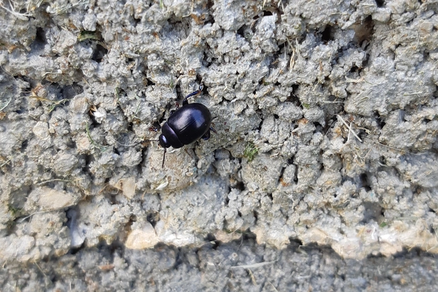 Chrysolina sturmi - vöröslábú levelész