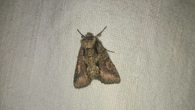 Allophyes oxyacanthae - galagonyabagoly