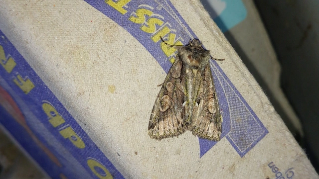 Allophyes oxyacanthae - galagonyabagoly