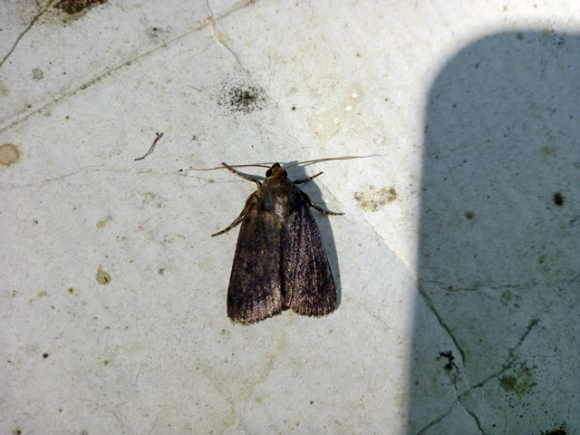 Amphipyra livida - zsírfényű bagoly
