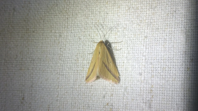 Rhodometra sacraria - rózsacsíkos araszoló