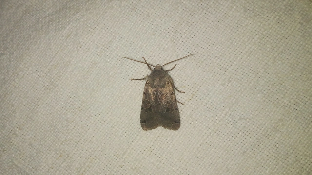 Anchoscelis litura - tarka őszibagoly