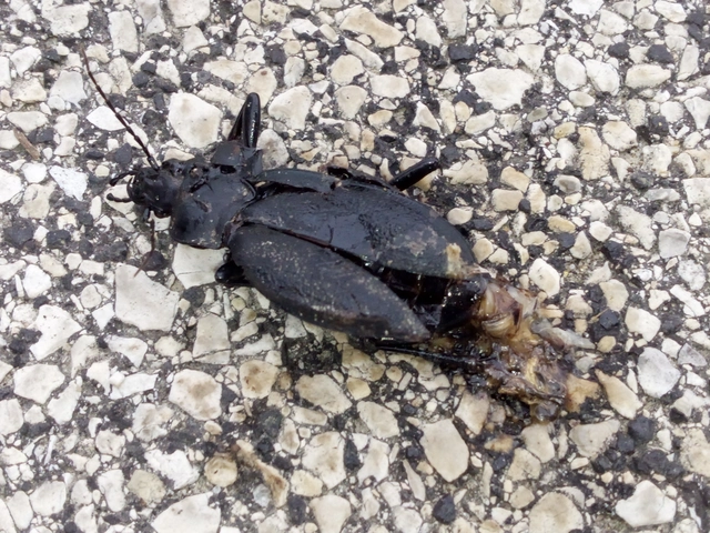 Carabus coriaceus - bőrfutrinka