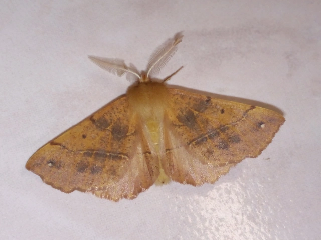 Colotois pennaria - tollascsápú araszoló