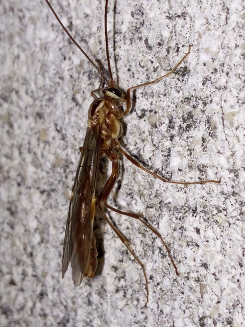 Ophion obscuratus
