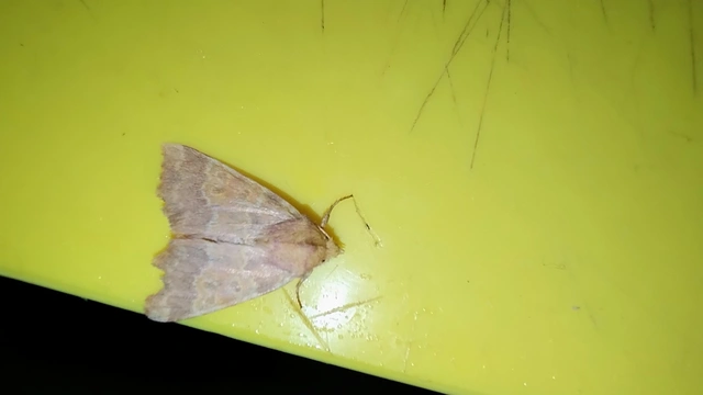 Tiliacea aurago - aranyló sárgabagoly