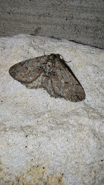 Agriopis bajaria - kökény-téliaraszoló