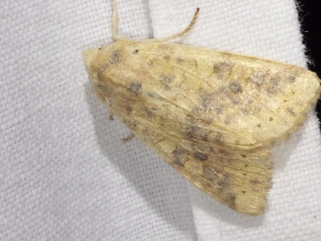 Cirrhia gilvago - foltos sárgabagoly