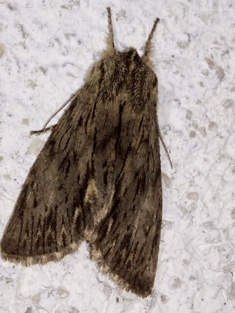 Asteroscopus sphinx - csillagnéző bundásbagoly