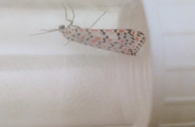 Utetheisa pulchella - vérpettyes medvelepke