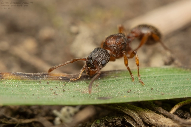 Myrmica scabrinodis - réti bütyköshangya