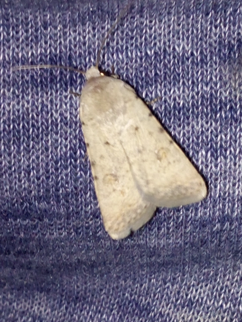 Paradrina clavipalpis - közönséges selymesbagoly