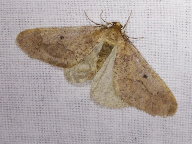 Erannis defoliaria - nagy téliaraszoló
