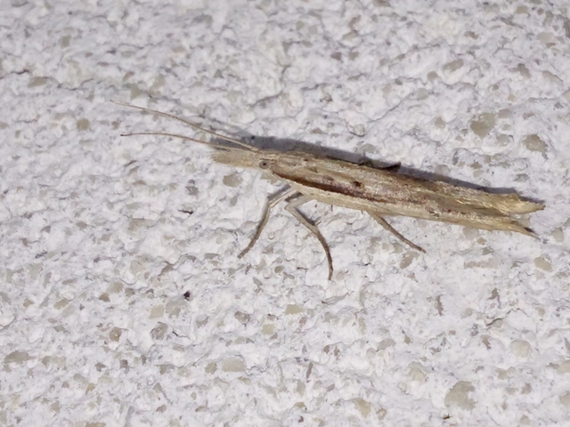 Ypsolopha mucronella - kecskerágómoly