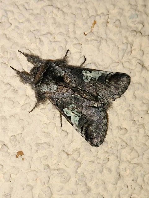 Diloba caeruleocephala - őszi kékesbagoly