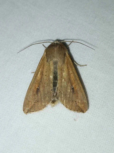 Mythimna unipuncta - hordabagoly
