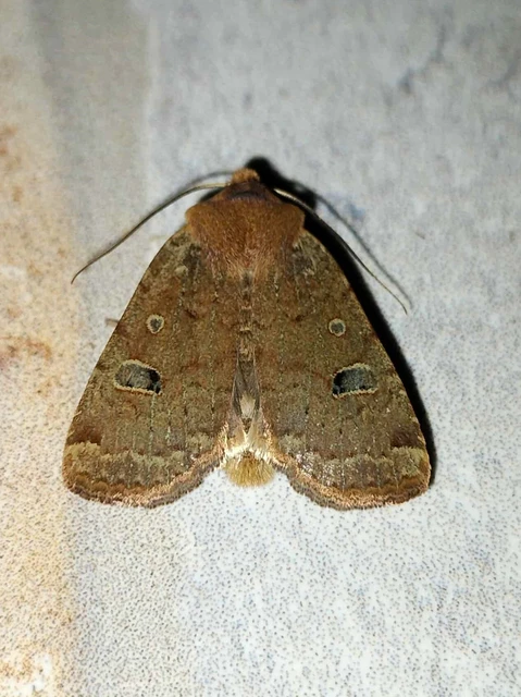 Conistra erythrocephala - vörösfejű őszibagoly