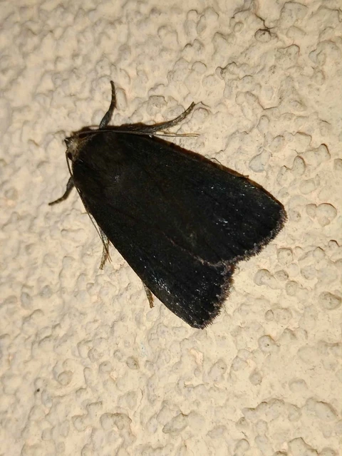 Amphipyra livida - zsírfényű bagoly