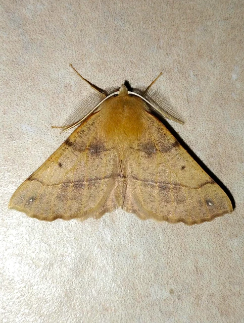 Colotois pennaria - tollascsápú araszoló