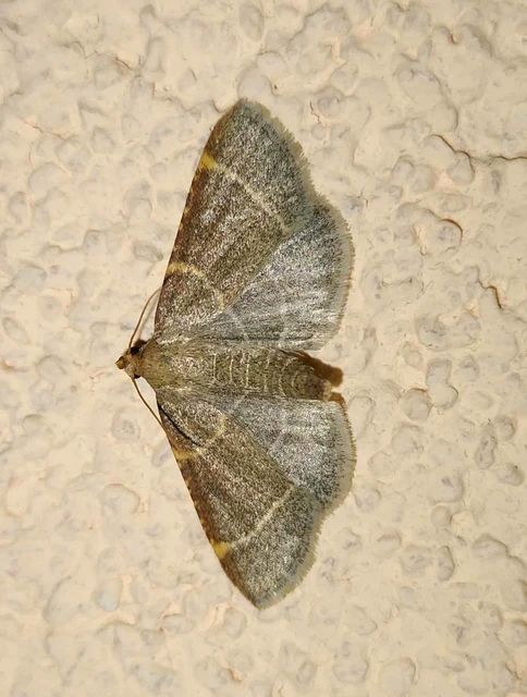 Hypsopygia glaucinalis - rezes fényilonca