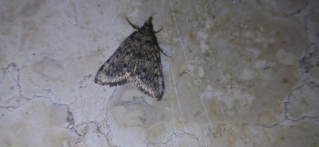 Aglossa pinguinalis - zsiradékmoly