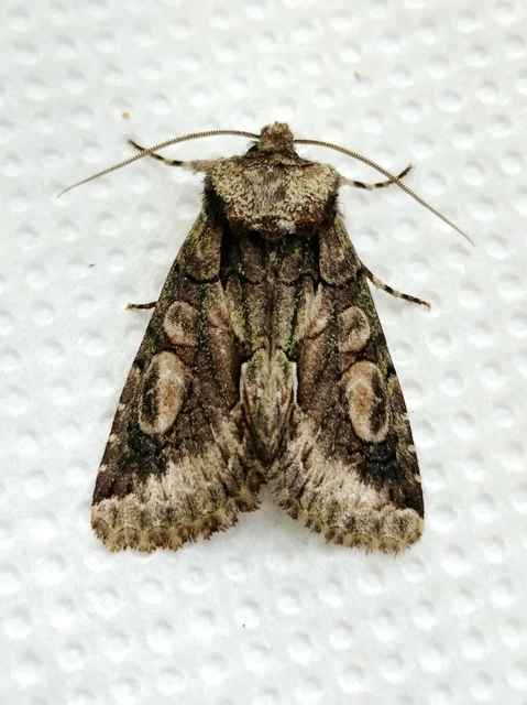 Allophyes oxyacanthae - galagonyabagoly
