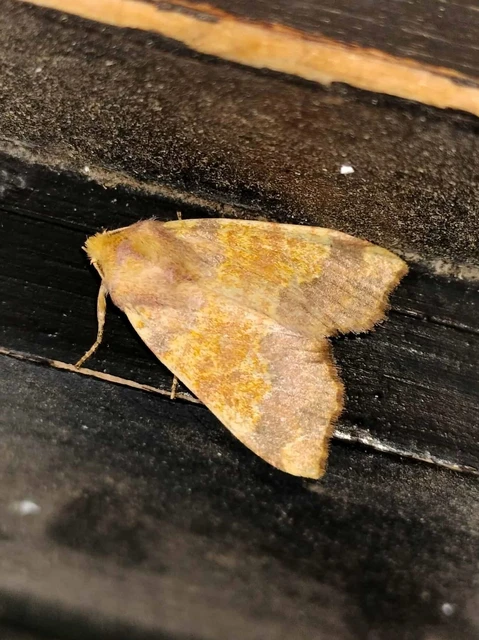 Tiliacea aurago - aranyló sárgabagoly