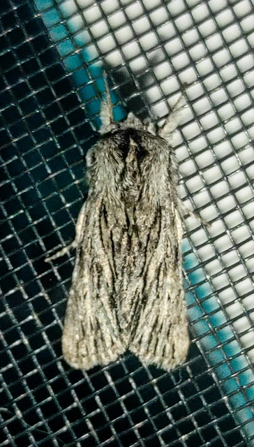 Asteroscopus sphinx - csillagnéző bundásbagoly