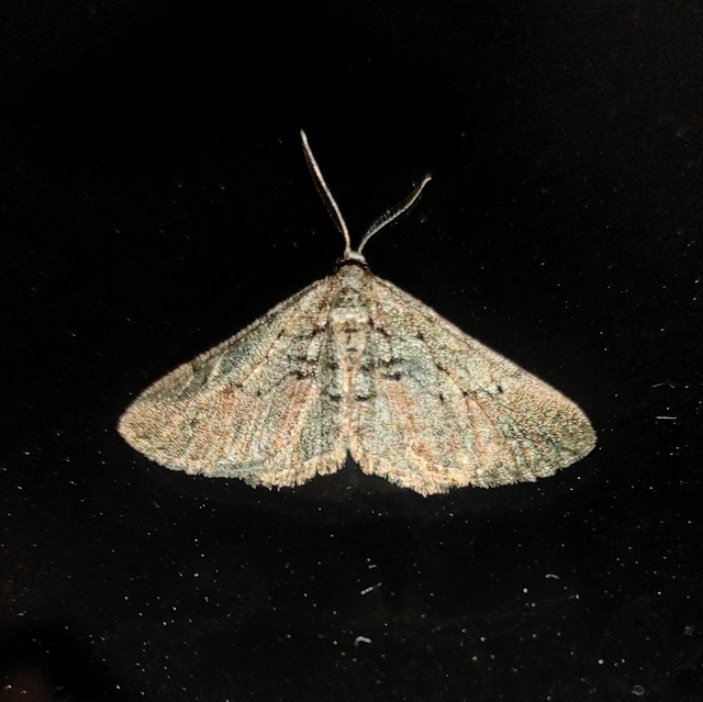 Agriopis bajaria - kökény-téliaraszoló