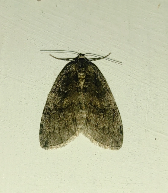 Epirrita christyi/dilutata