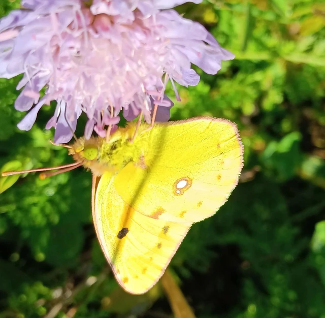 Colias croceus - sáfránylepke