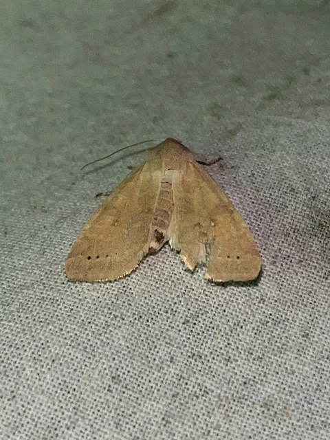 Cirrhia ocellaris - fakó sárgabagoly
