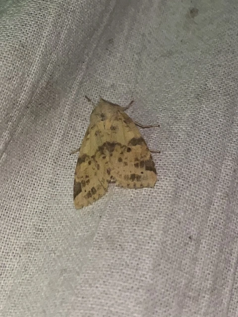 Cirrhia ocellaris - fakó sárgabagoly
