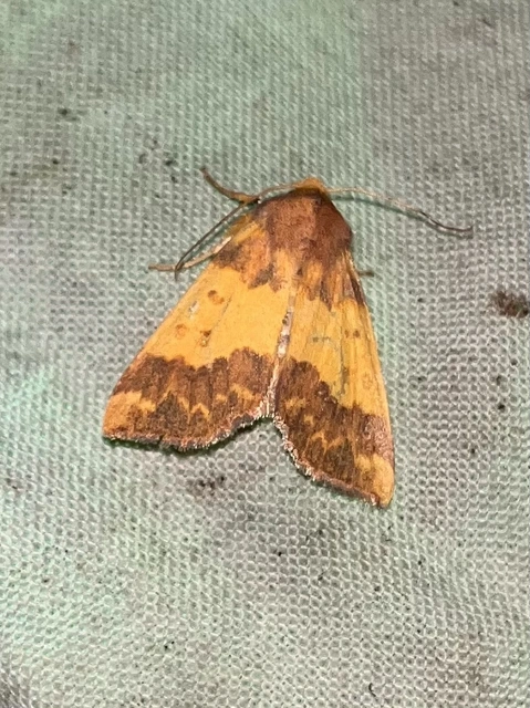 Tiliacea aurago - aranyló sárgabagoly