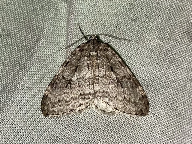 Epirrita christyi/dilutata