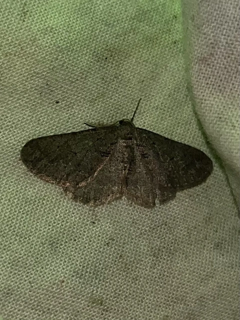 Agriopis bajaria - kökény-téliaraszoló