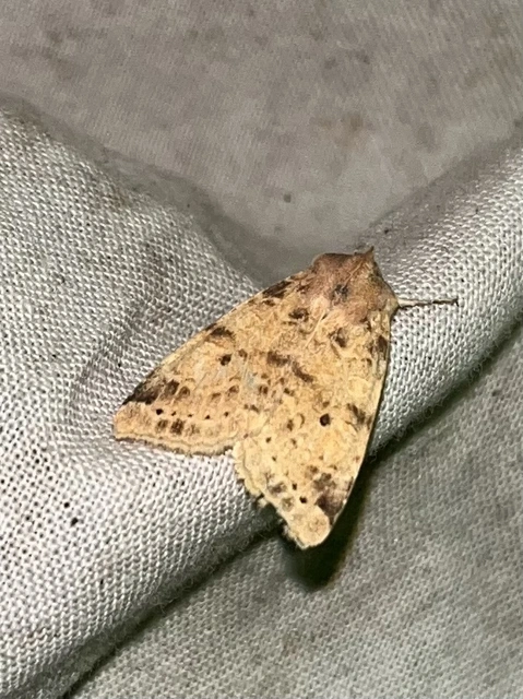 Cirrhia ocellaris - fakó sárgabagoly
