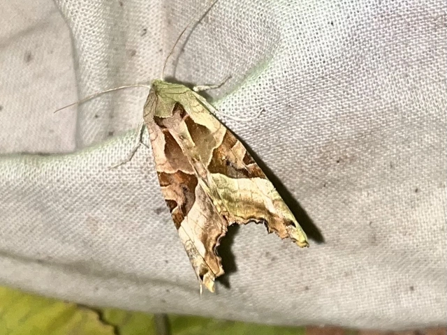 Phlogophora meticulosa - vándorló csipkésbagoly