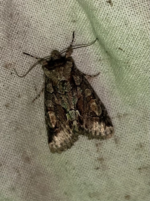 Allophyes oxyacanthae - galagonyabagoly