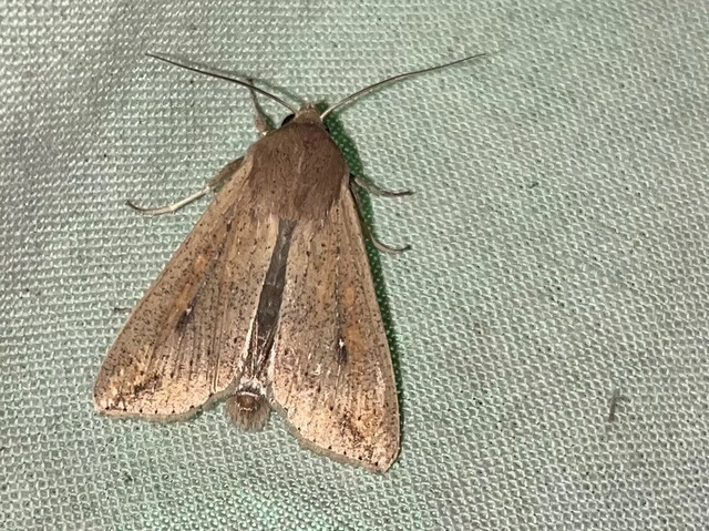 Mythimna unipuncta - hordabagoly